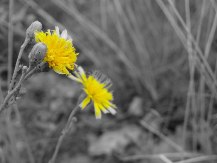 Fonds d'cran Nature Fleurs Contraste floral