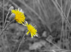  Nature Contraste floral