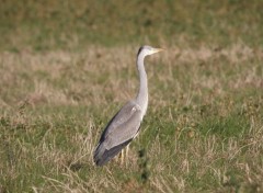  Animaux Héron cendré