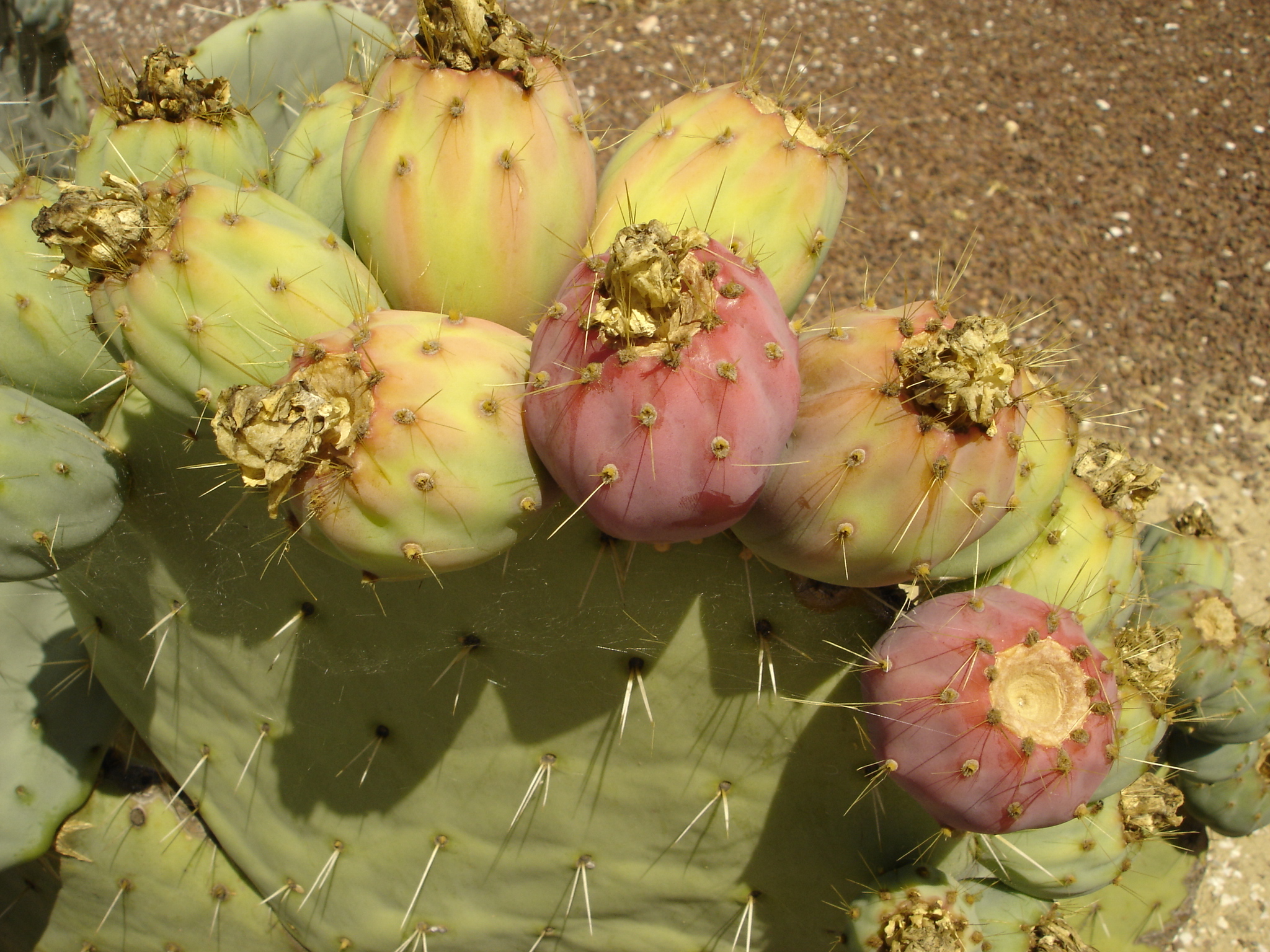 Fonds d'cran Nature Cactus Figues de Barbarie