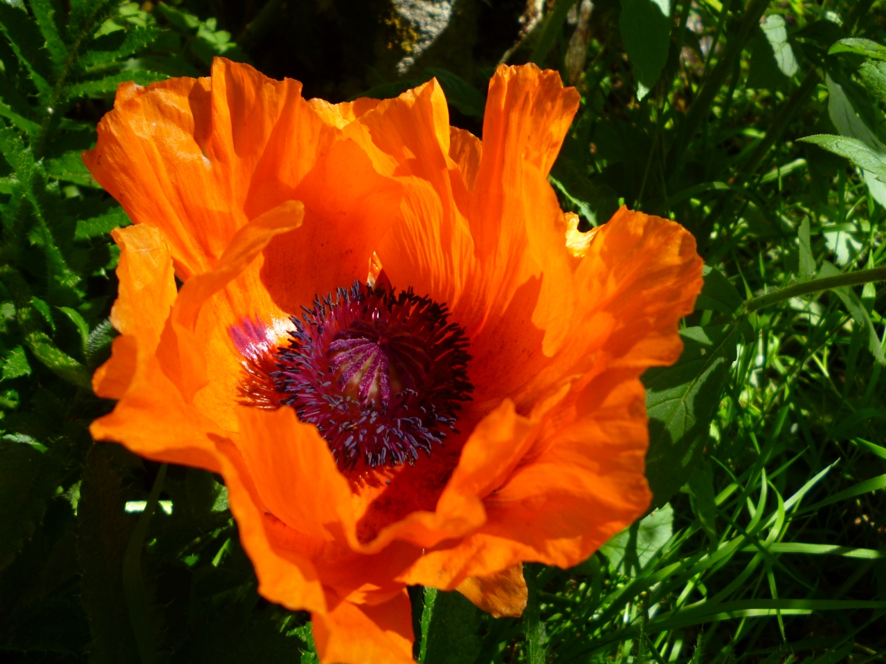 Fonds d'cran Nature Fleurs 