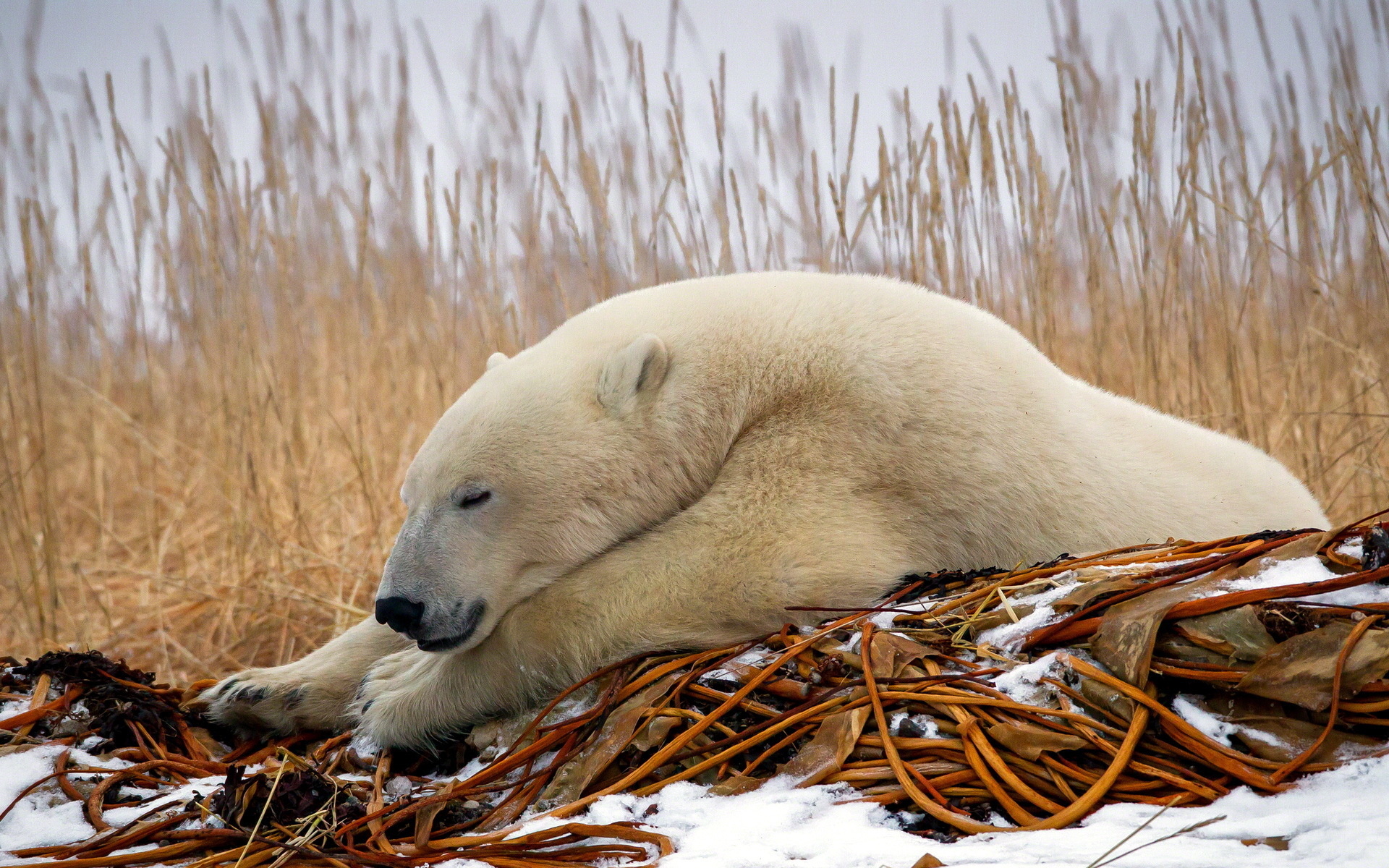 Fonds d'cran Animaux Ours 