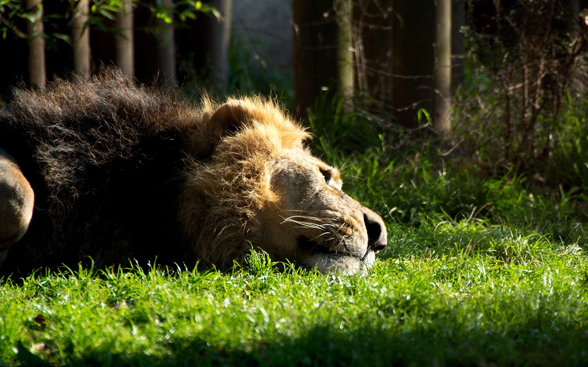 Fonds d'cran Animaux Flins - Lions 