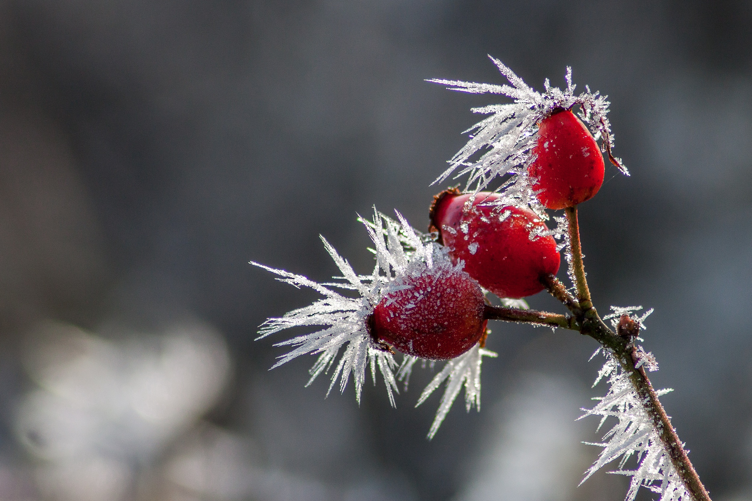 Fonds d'cran Nature Saisons - Hiver le givre