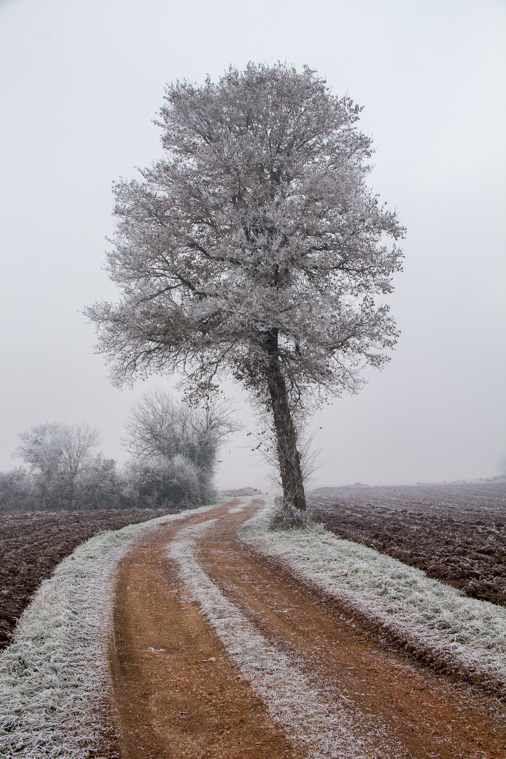 Wallpapers Nature Saisons - Winter le givre