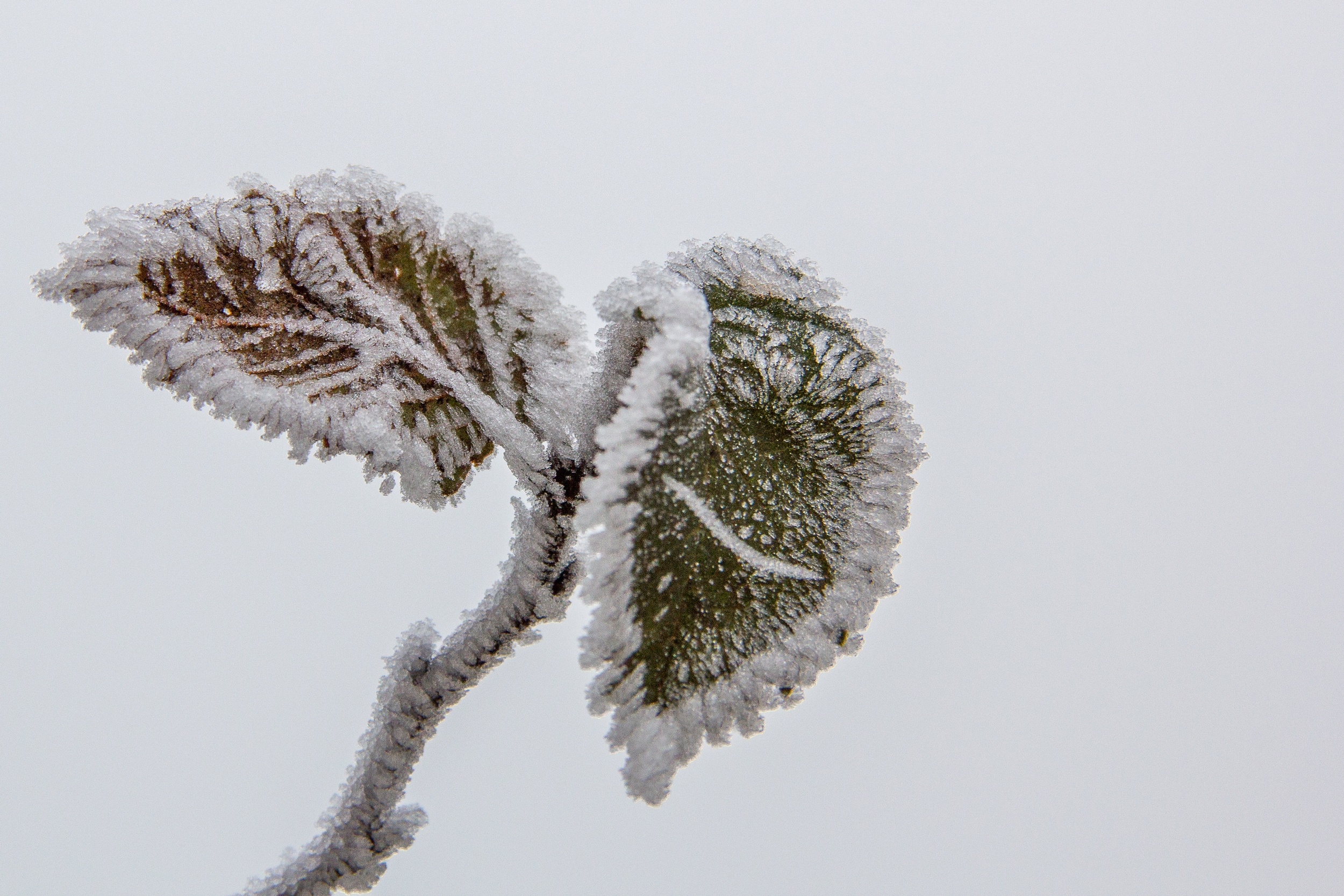 Fonds d'cran Nature Saisons - Hiver le givre