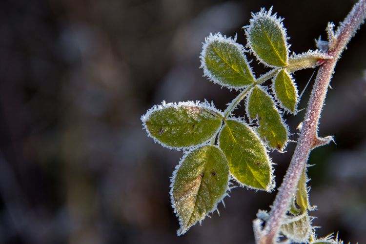 Wallpapers Nature Saisons - Winter le givre