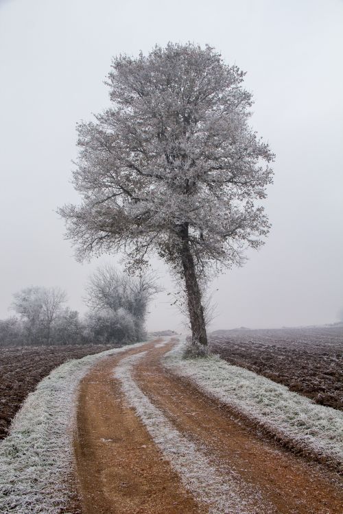 Wallpapers Nature Saisons - Winter le givre