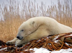 Fonds d'cran Animaux Image sans titre N365548