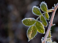  Nature le givre