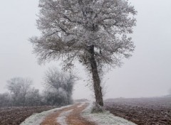  Nature le givre