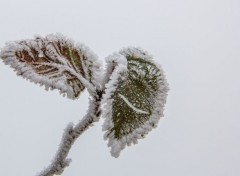  Nature le givre