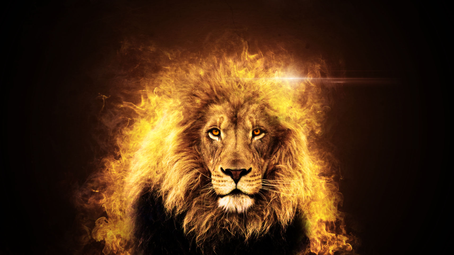 Wallpapers Animals Felines - Lions Lion en Feu