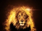  Animals Lion en Feu