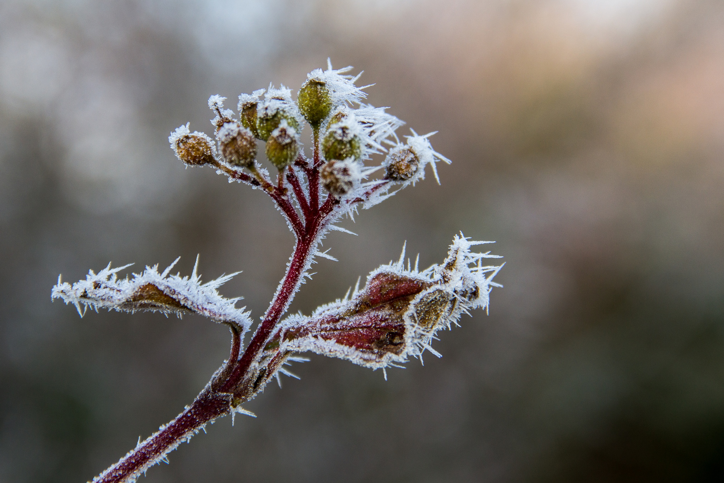 Fonds d'cran Nature Saisons - Hiver le givre (suite)