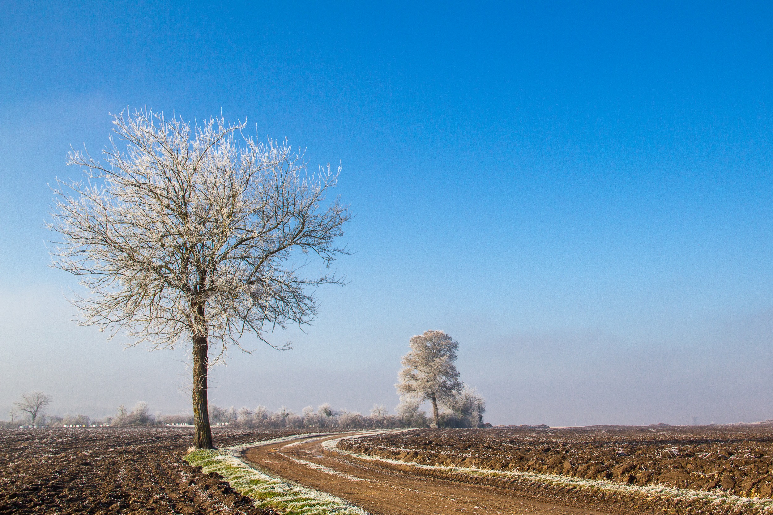 Fonds d'cran Nature Saisons - Hiver le givre (suite)