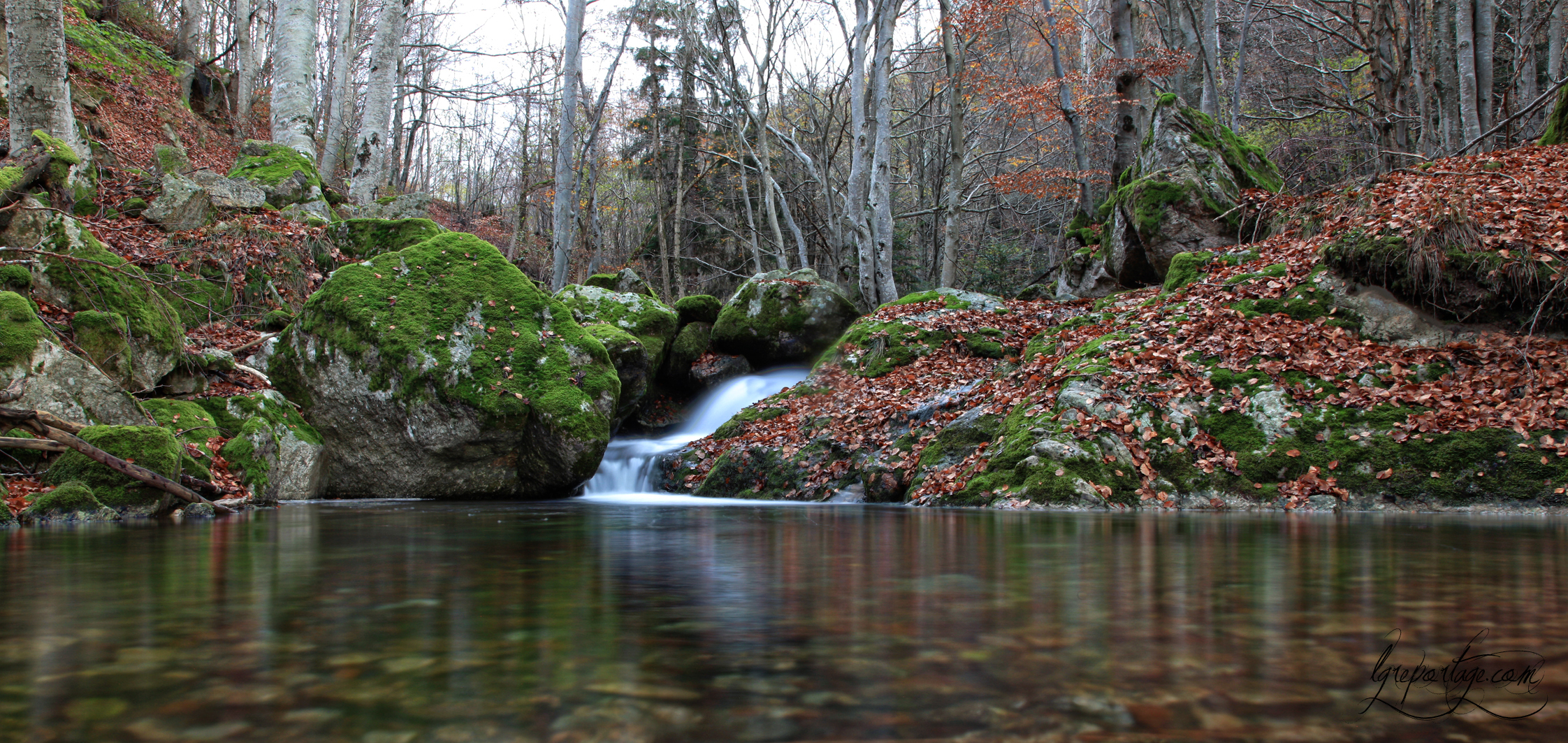 Fonds d'cran Nature Arbres - Forts 