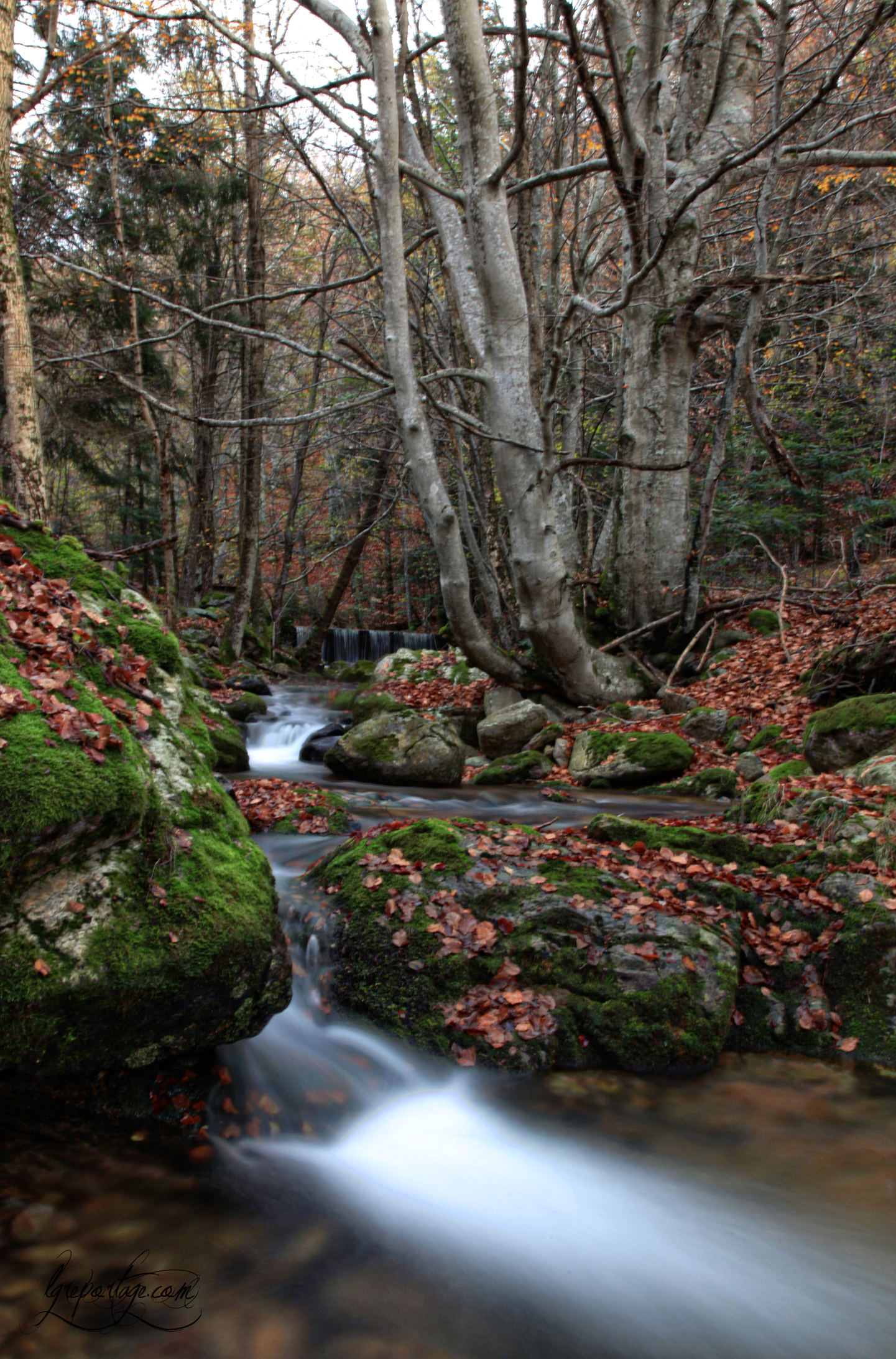 Wallpapers Nature Trees - Forests 