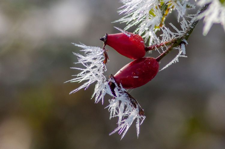 Fonds d'cran Nature Saisons - Hiver le givre (suite)