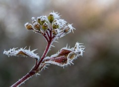  Nature le givre (suite)