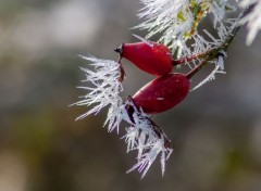  Nature le givre (suite)