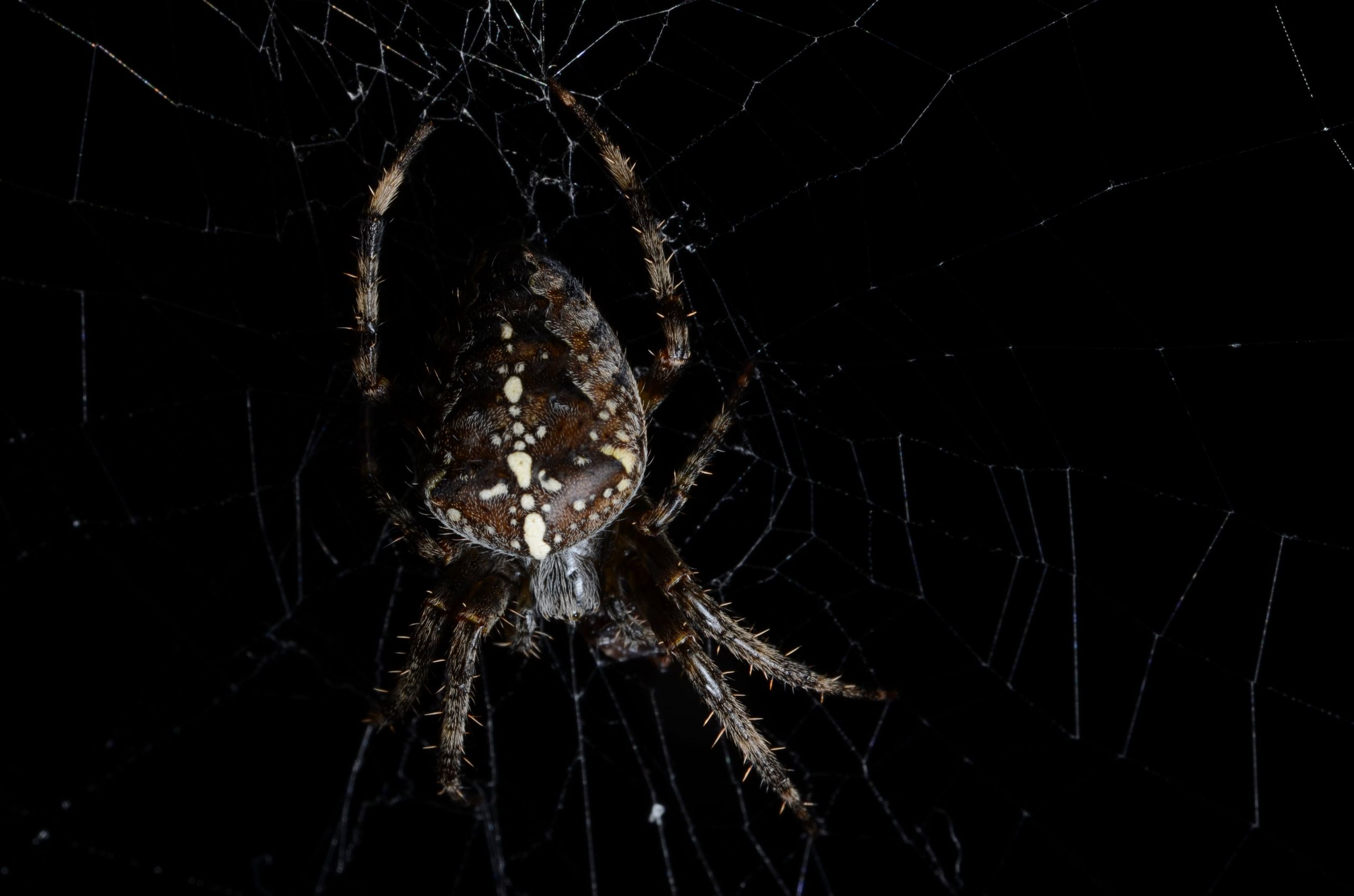 Fonds d'cran Animaux Araignes 