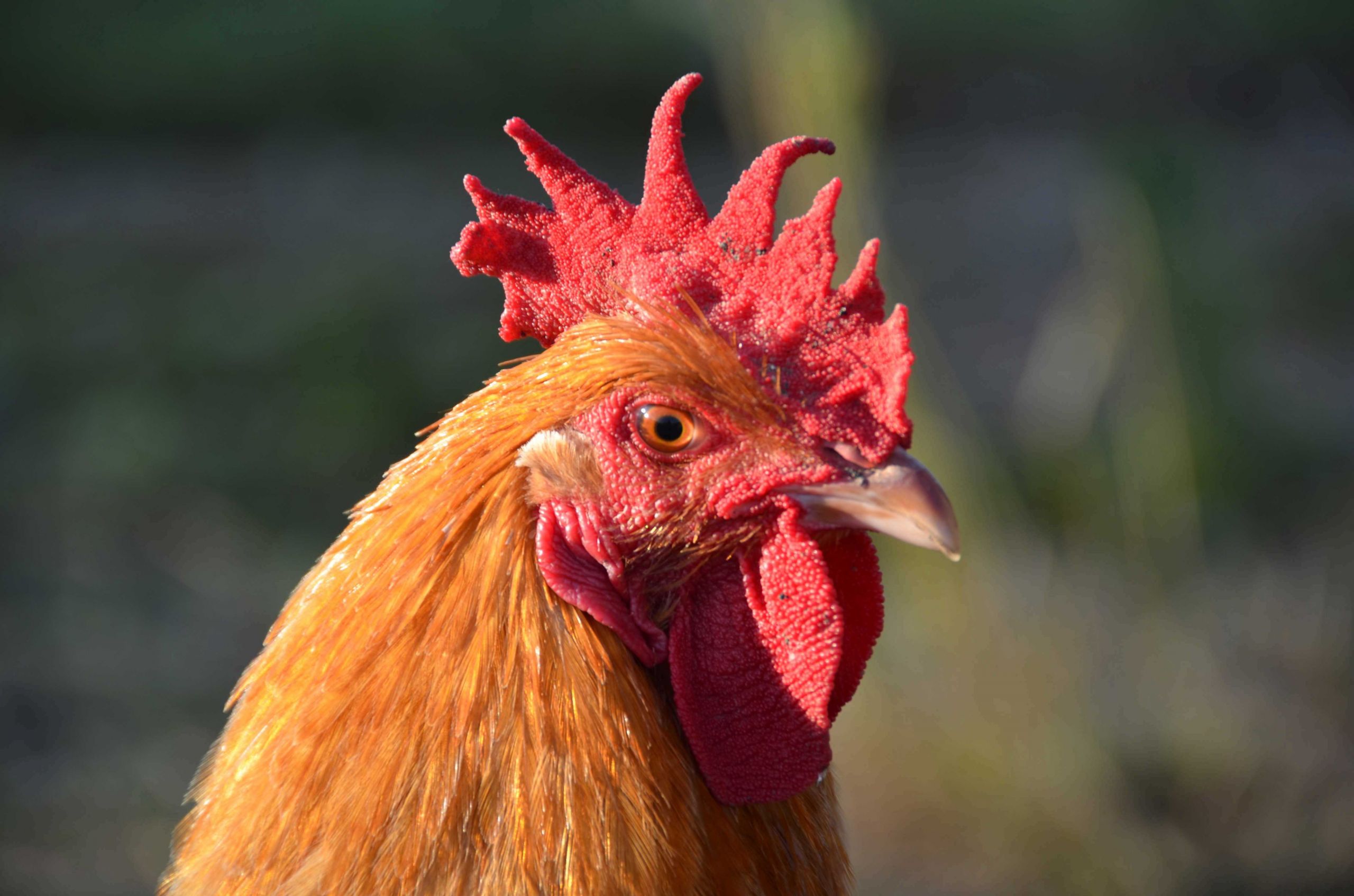 Fonds d'cran Animaux Oiseaux - Poules et Coqs 