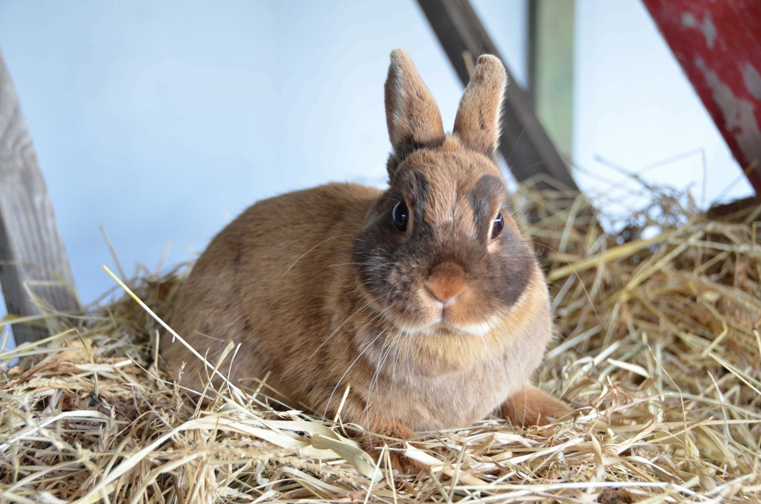 Fonds d'cran Animaux Lapins - Livres 