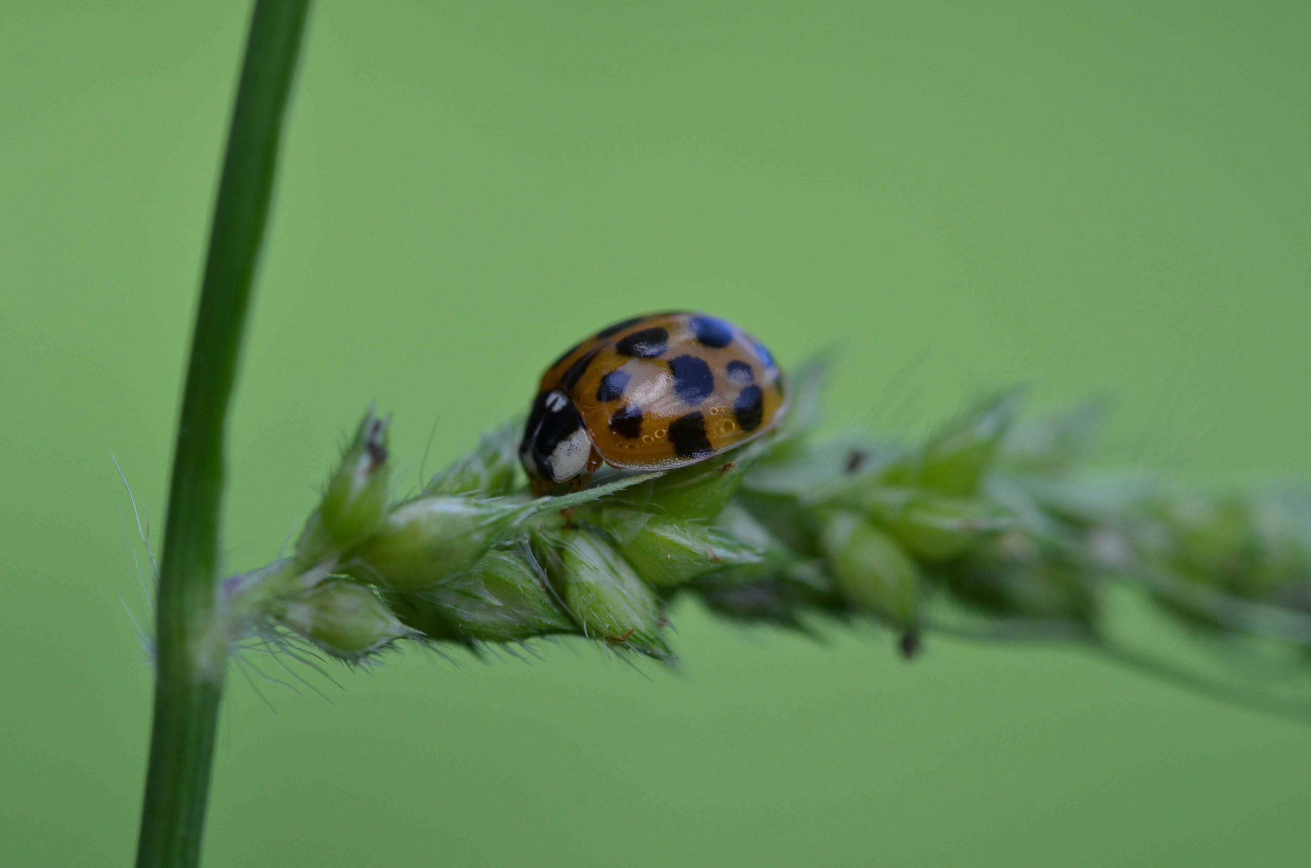 Fonds d'cran Animaux Insectes - Coccinelles 