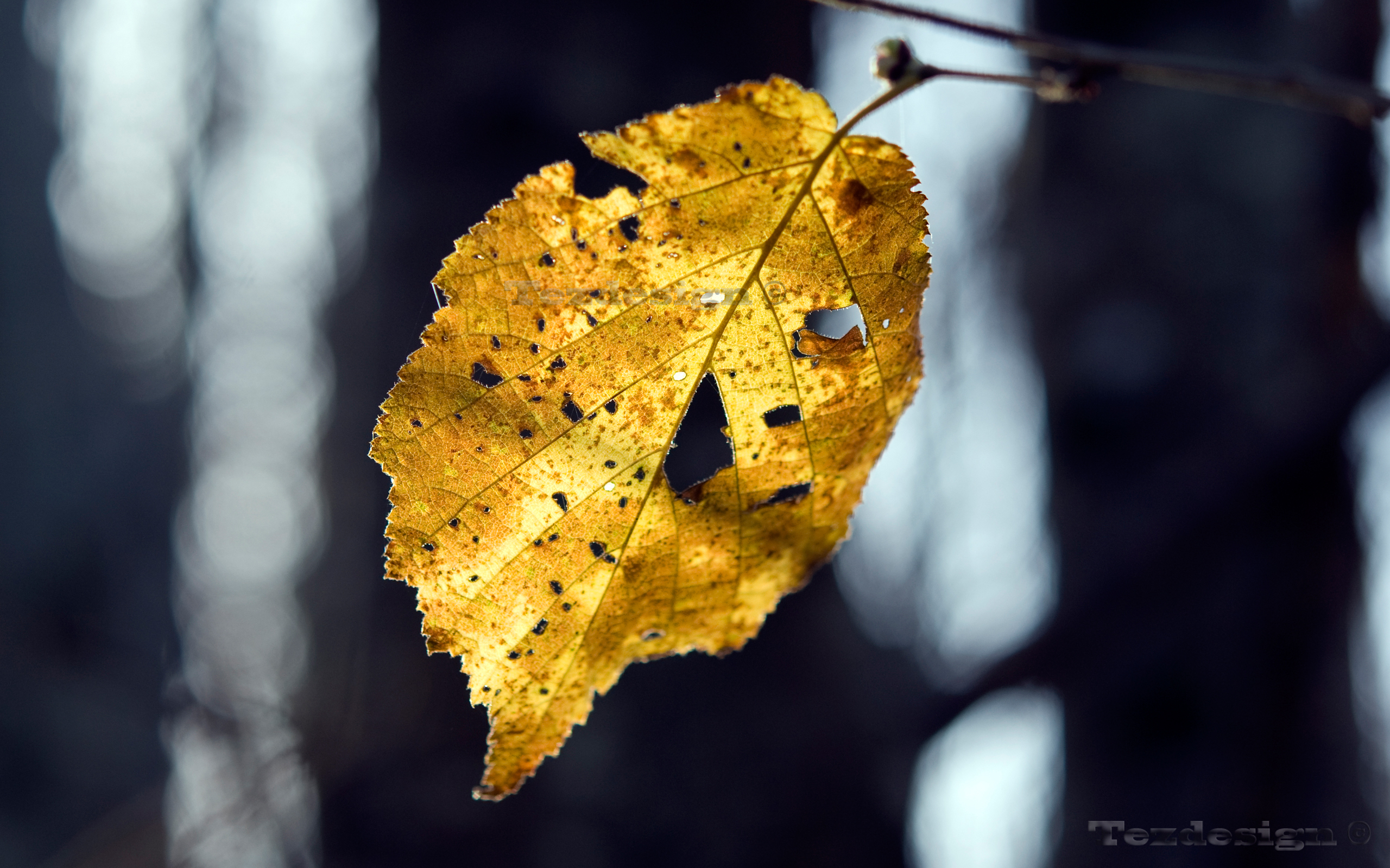 Wallpapers Nature Leaves - Foliage 