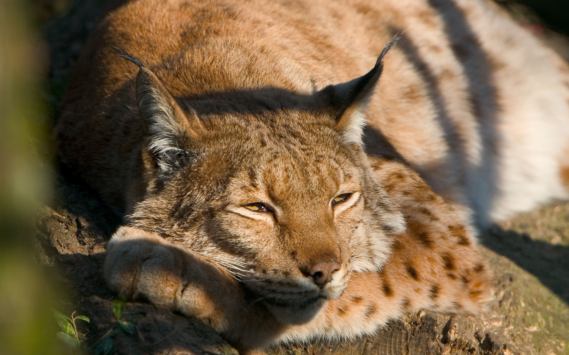 Fonds d'cran Animaux Flins - Lynxs 