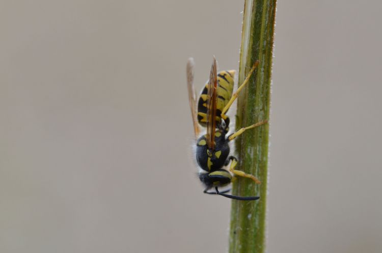 Fonds d'cran Animaux Insectes - Abeilles Gupes ... Wallpaper N365718