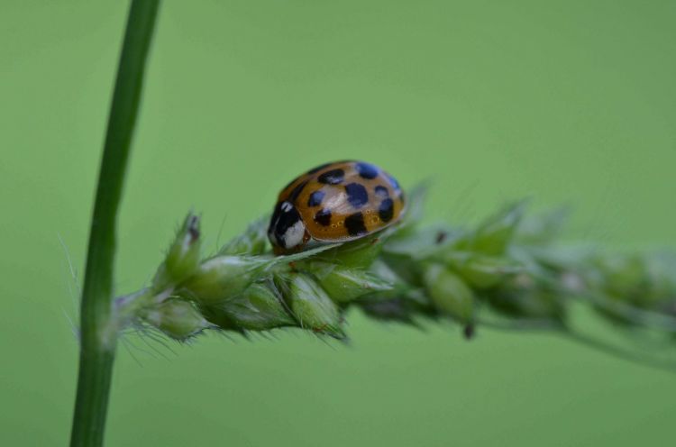 Fonds d'cran Animaux Insectes - Coccinelles Wallpaper N365725