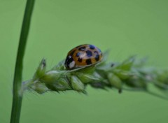  Animaux Image sans titre N365725