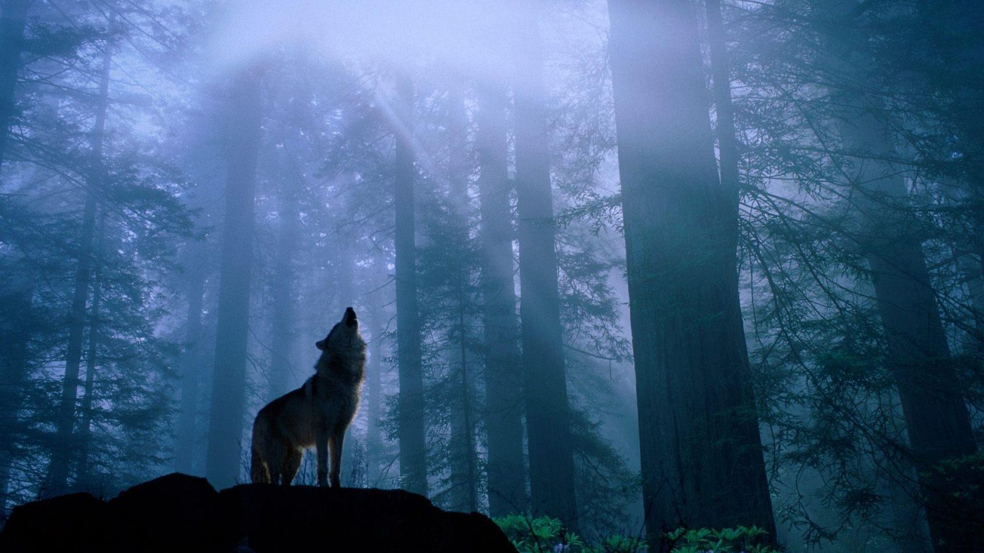 Wallpapers Animals Wolves 