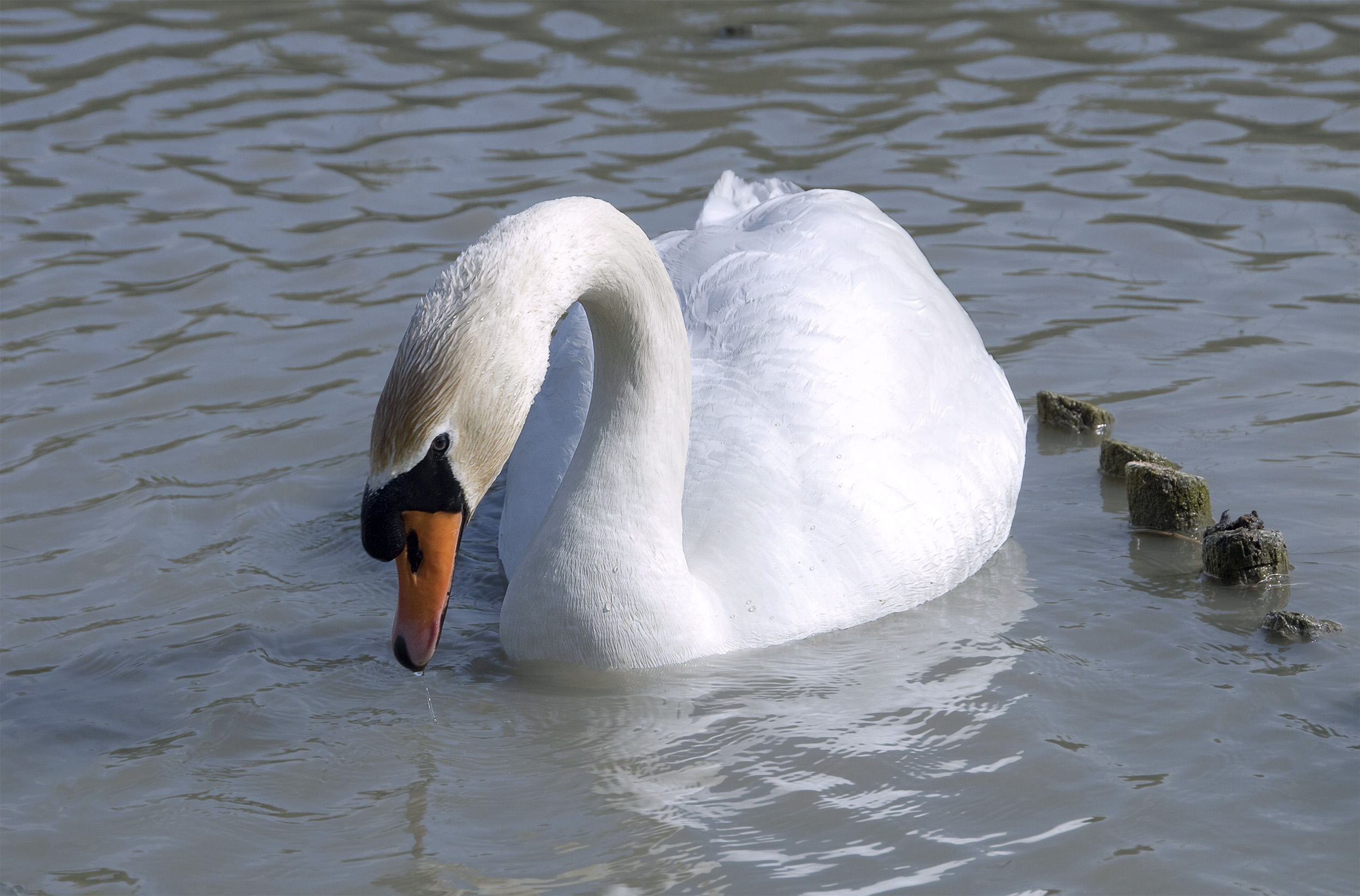 Wallpapers Animals Birds - Swans Cygne