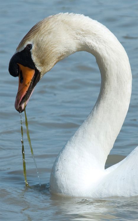 Wallpapers Animals Birds - Swans Cygne