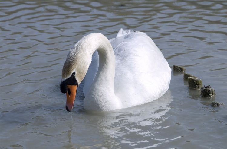 Wallpapers Animals Birds - Swans Cygne