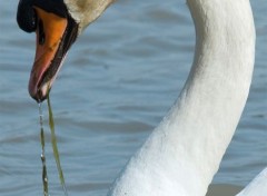  Animals Cygne