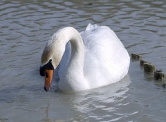  Animals Cygne