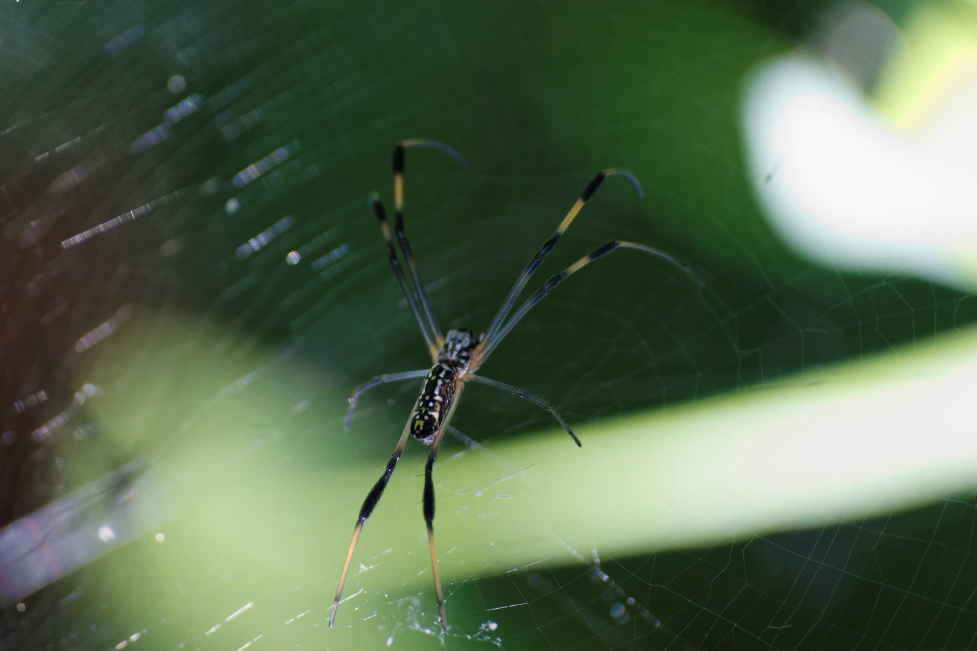 Fonds d'cran Animaux Araignes 