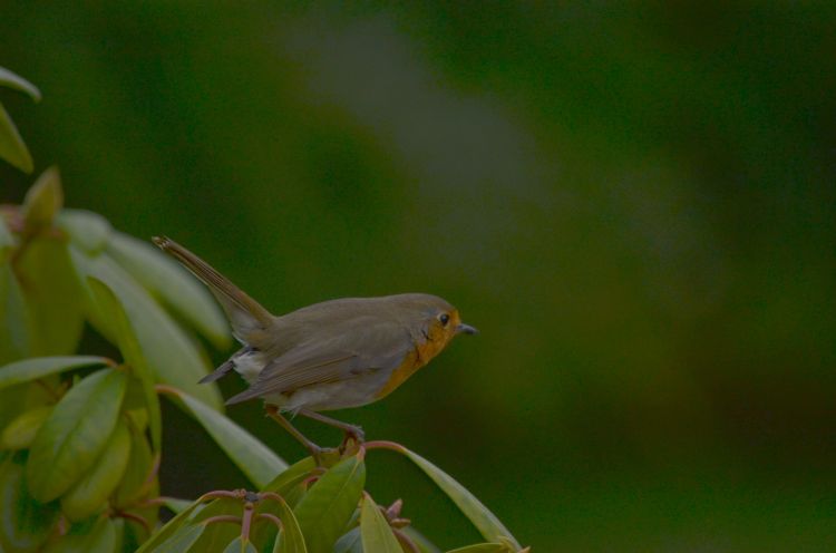 Fonds d'cran Animaux Oiseaux - Rougegorges rouge gorge