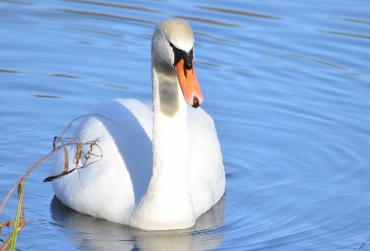 Wallpapers Animals Birds - Swans cygne