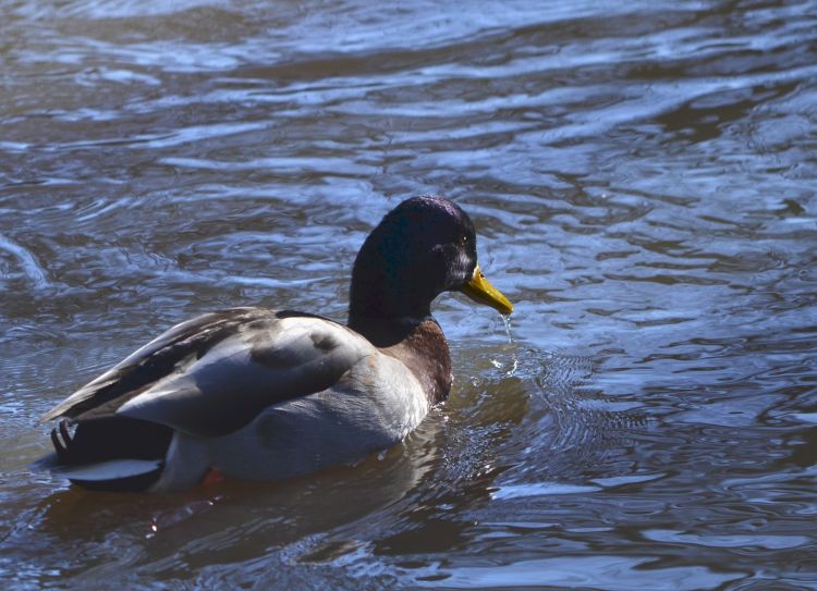 Wallpapers Animals Birds - Ducks canard colvert