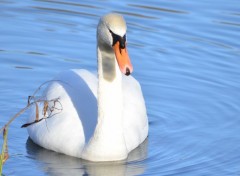  Animals cygne