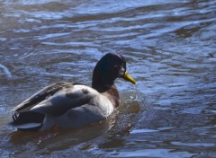  Animaux canard colvert