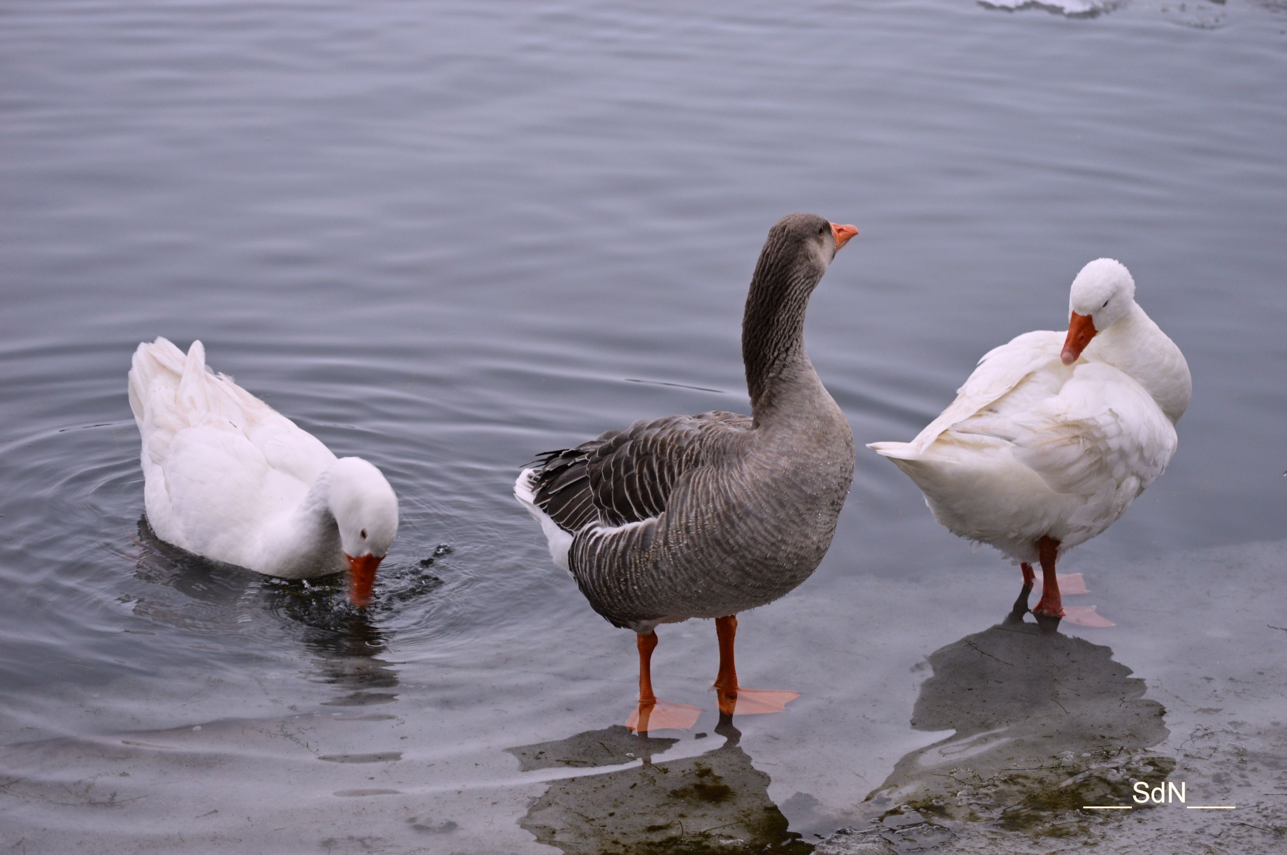 Fonds d'cran Animaux Oiseaux - Oies Les oies 