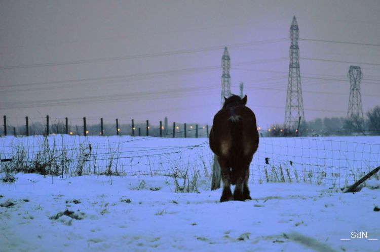 Fonds d'cran Animaux Chevaux Boulonnais