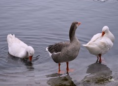  Animaux Les oies 