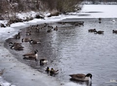  Animaux Les oies 